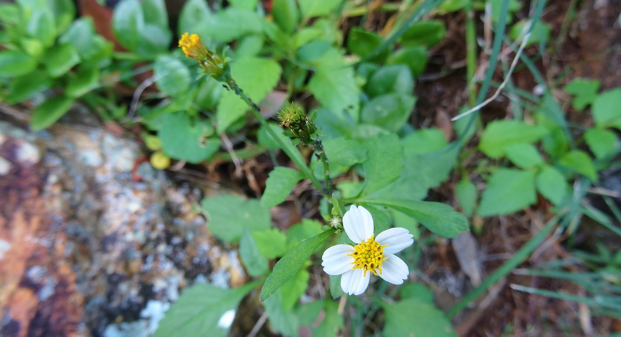 nature  flower  flora free photo