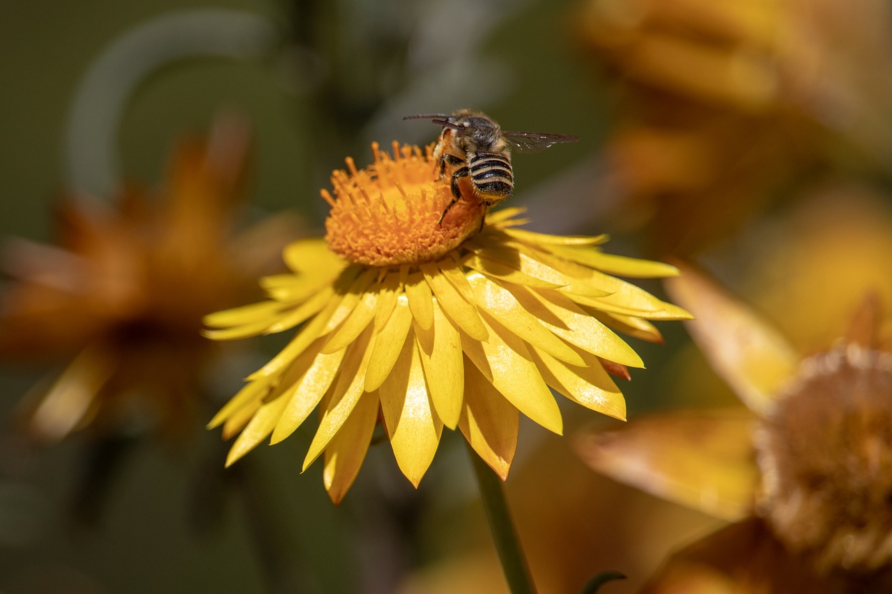 nature  flora  flower free photo