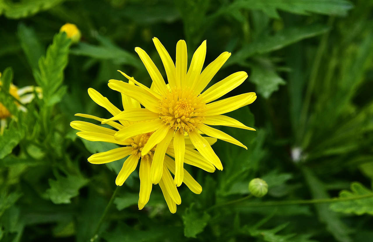 nature  plant  summer free photo