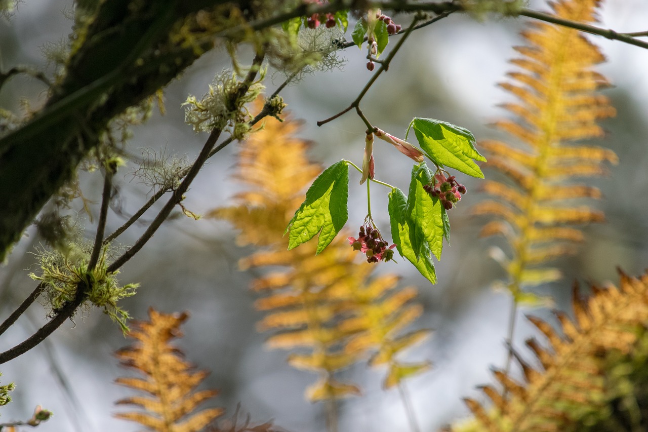 nature  tree  flora free photo