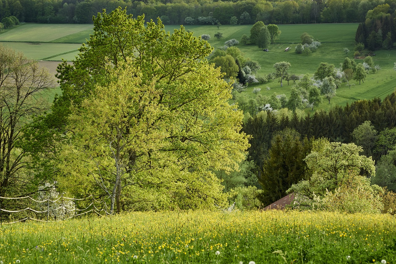 nature  landscape  tree free photo