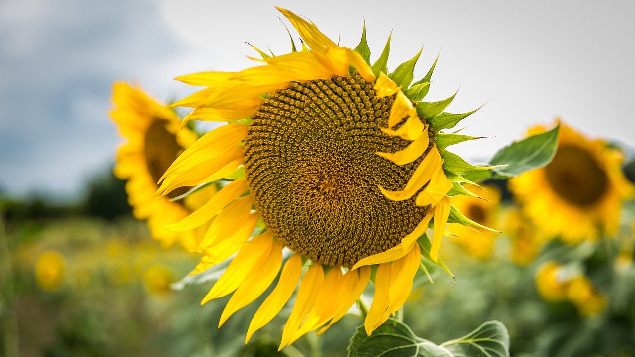 nature  flower  plant free photo