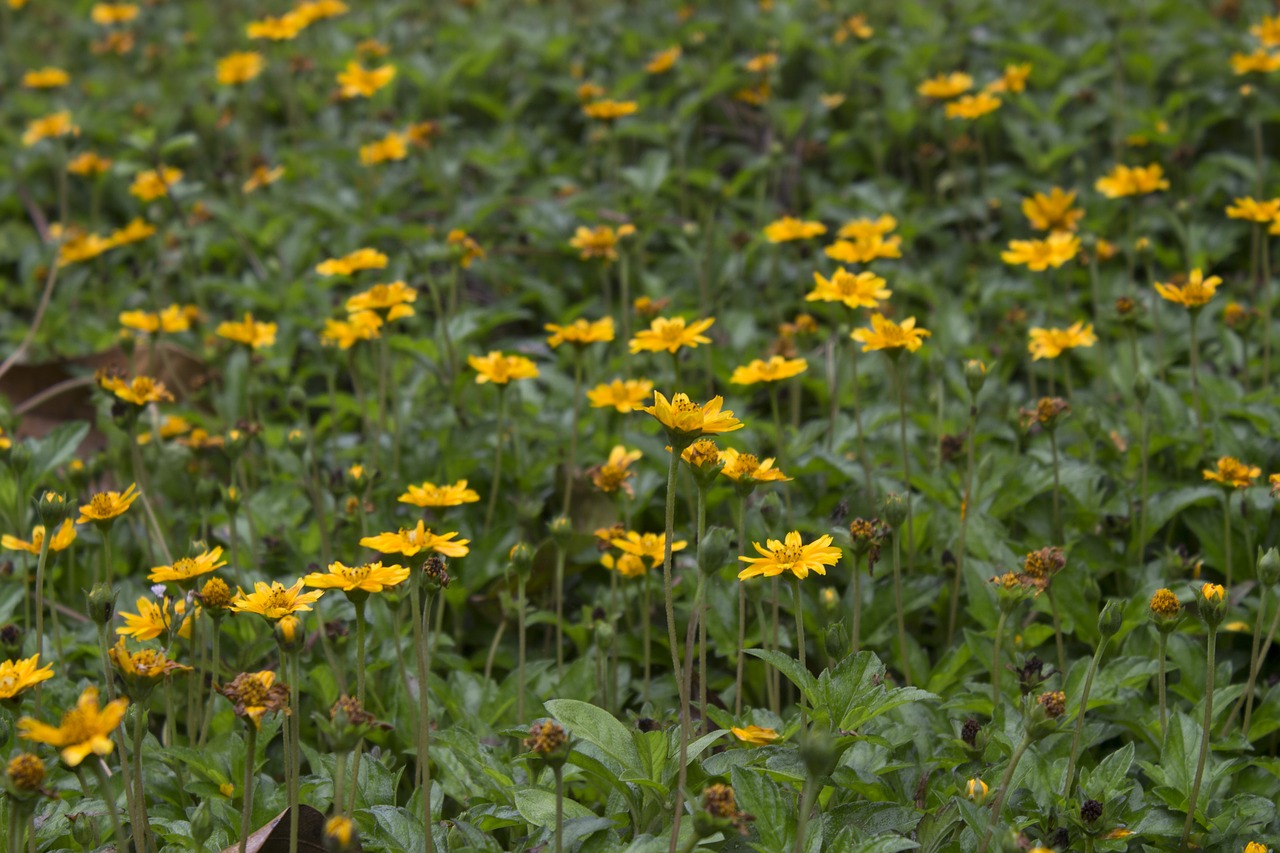 nature  flora  flower free photo