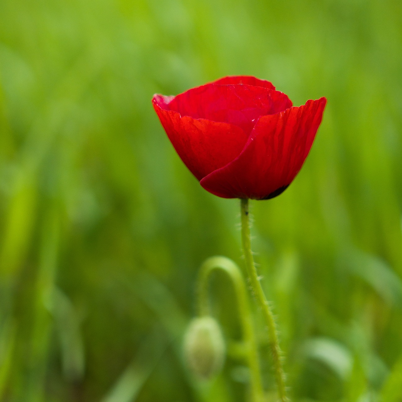 nature  flower  summer free photo