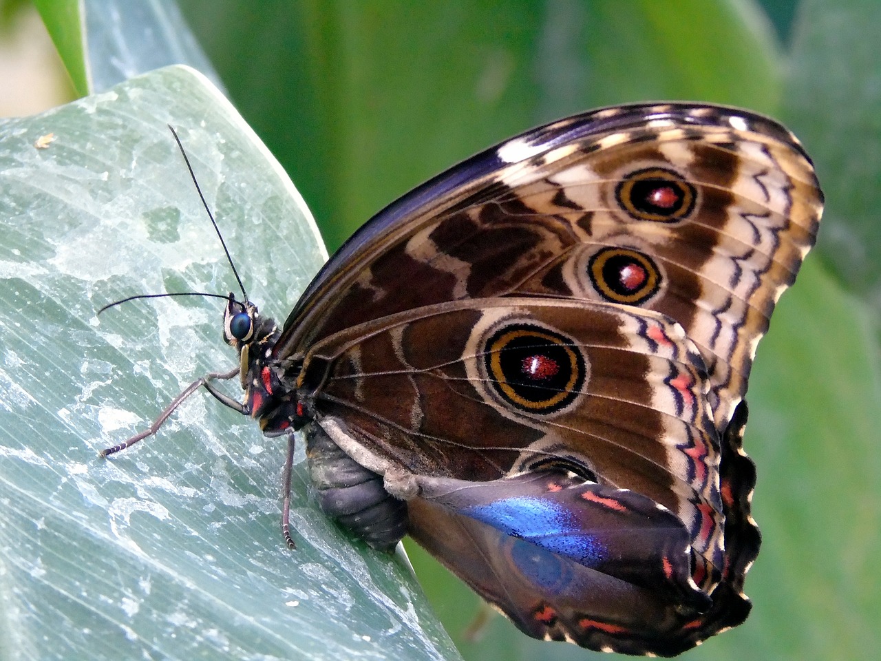 nature  butterfly  insect free photo