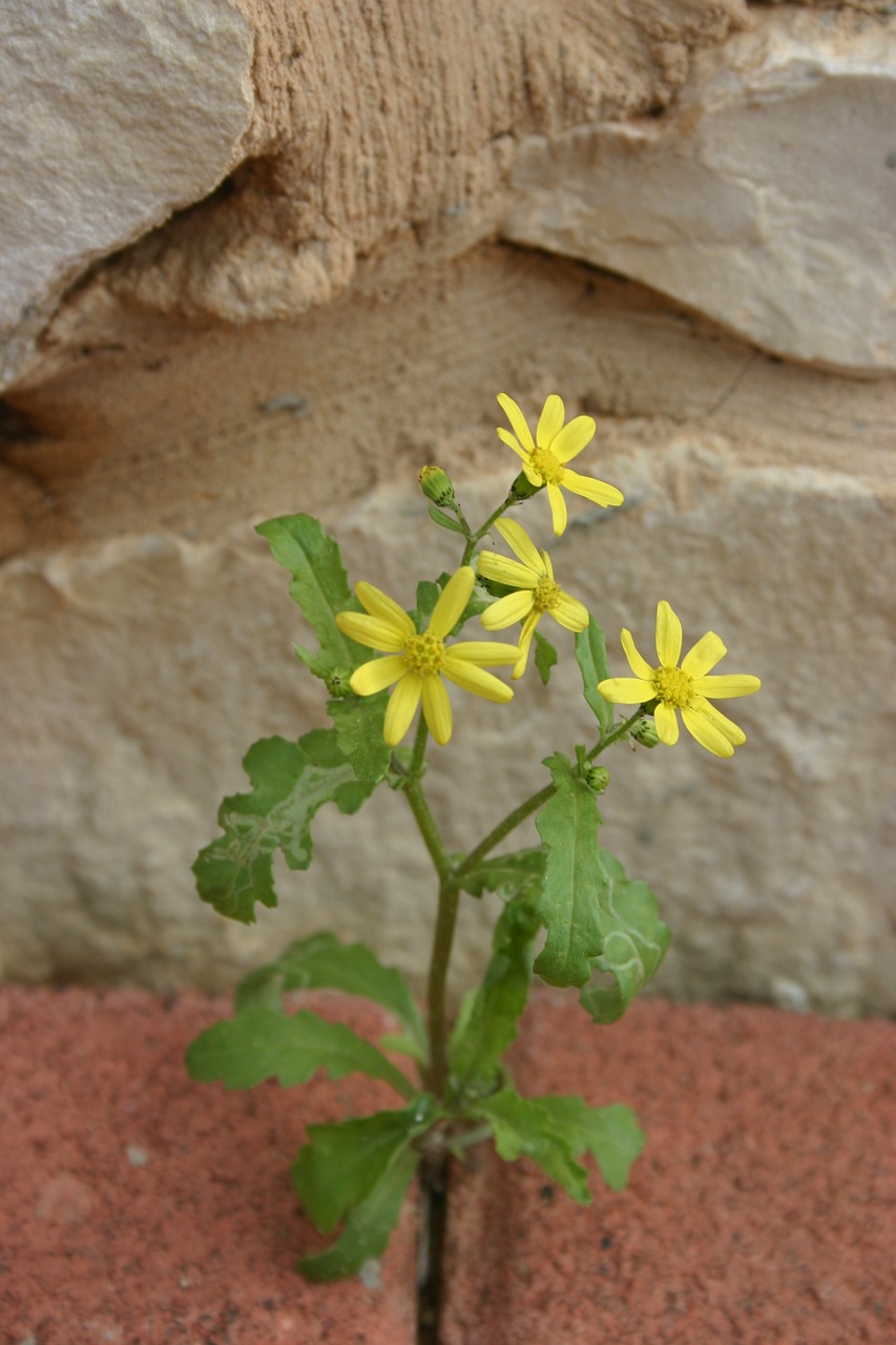 nature  flora  flower free photo