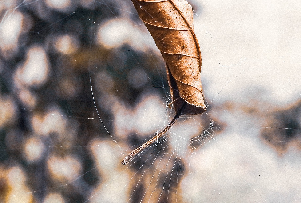 nature  outdoors  dry free photo