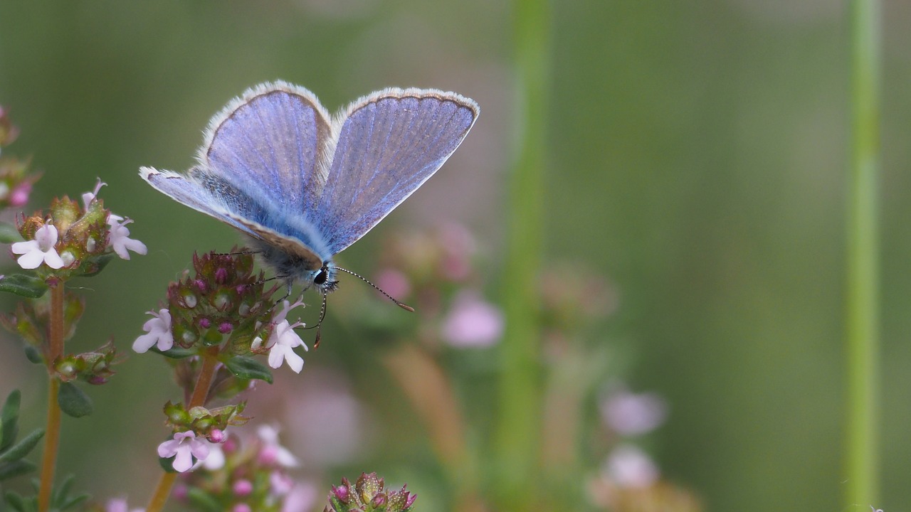 nature  insects  butterfly free photo