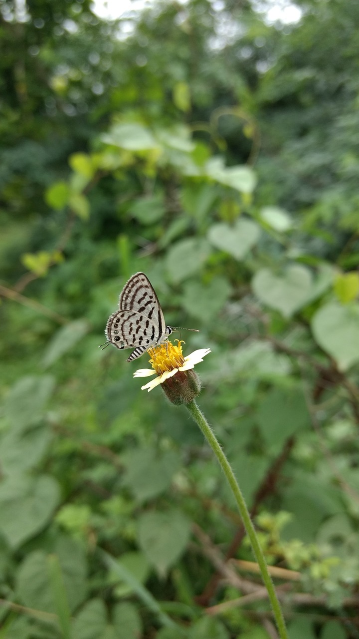 nature  summer  butterfly free photo