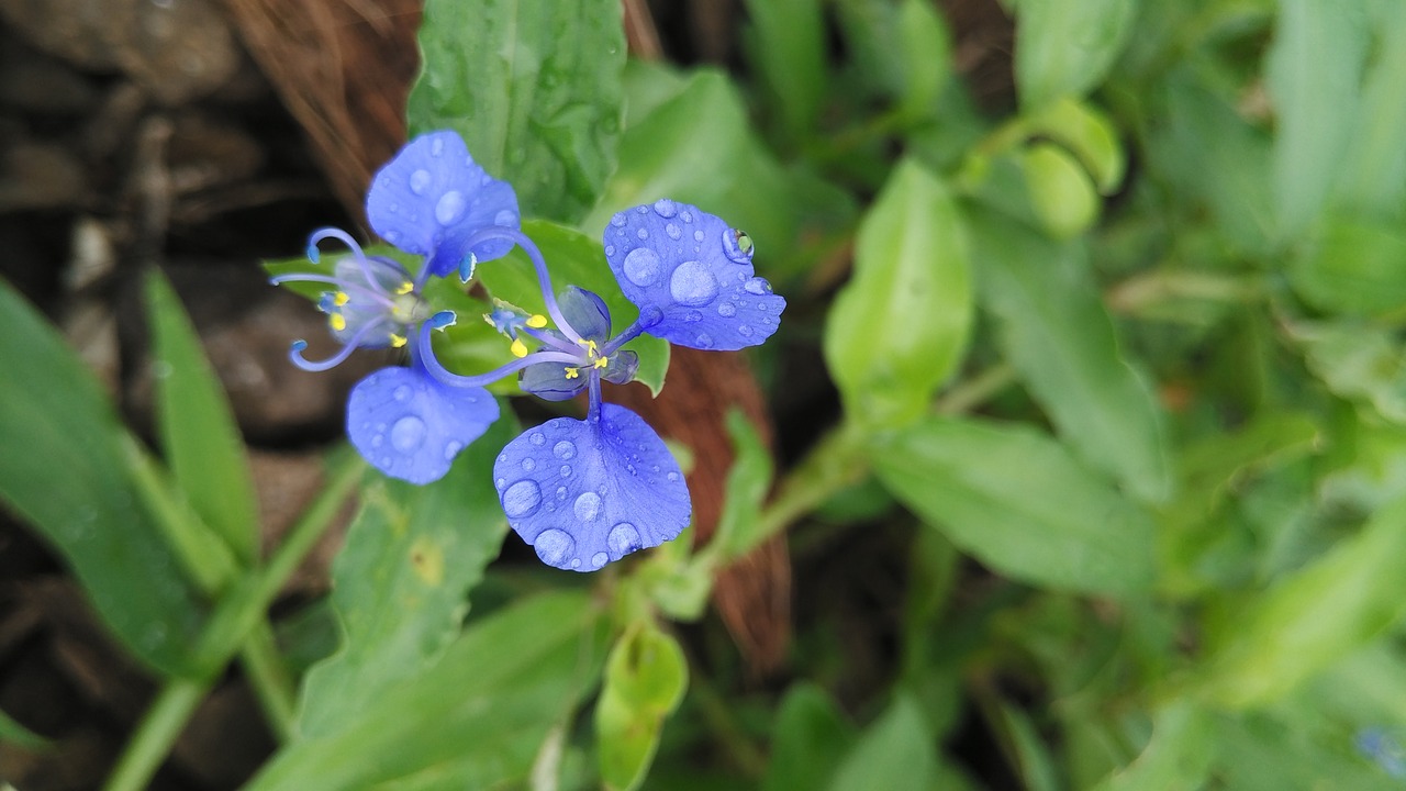 nature  flora  leaf free photo