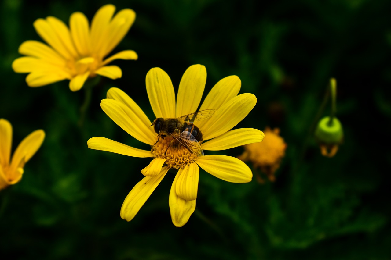 nature  flower  summer free photo