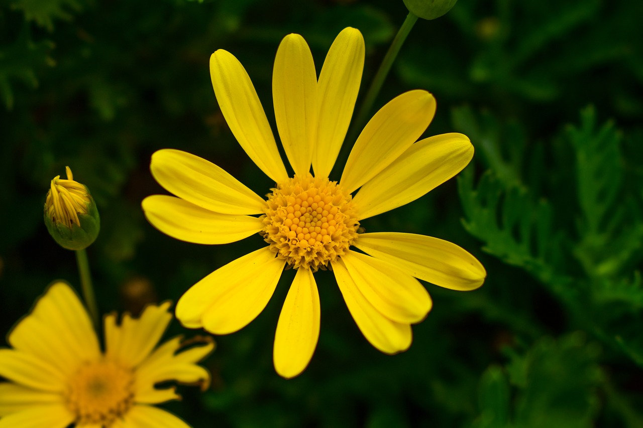 nature  plant  summer free photo