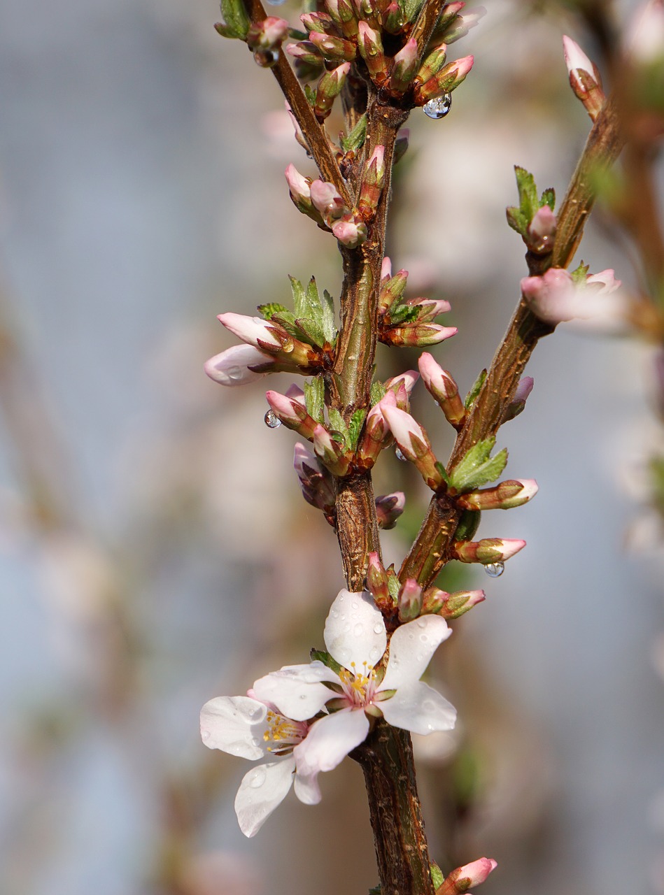 nature  flower  tree free photo