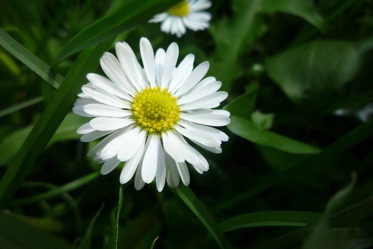 nature  plant  flower free photo