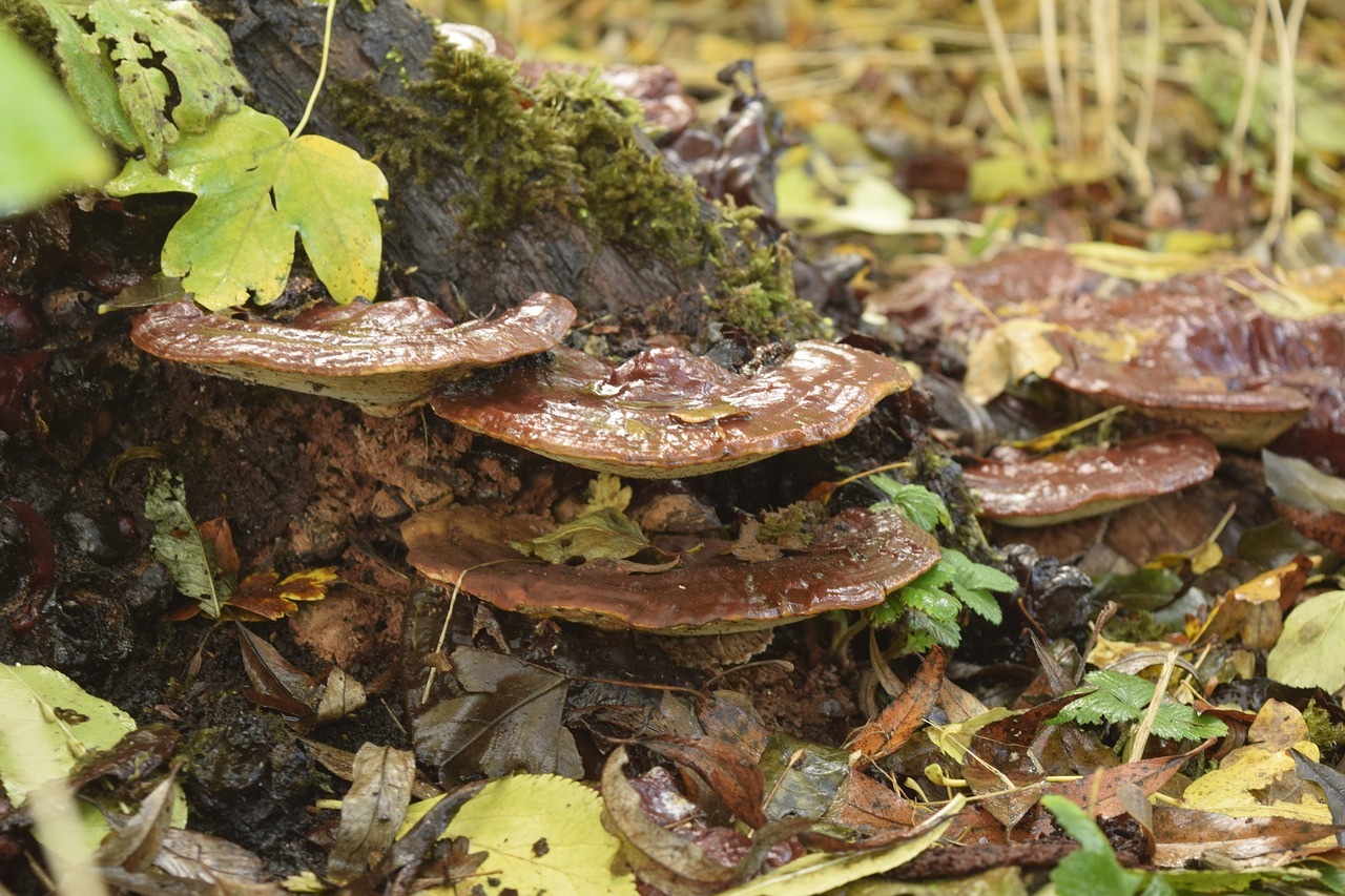 nature  sheet  fungi free photo