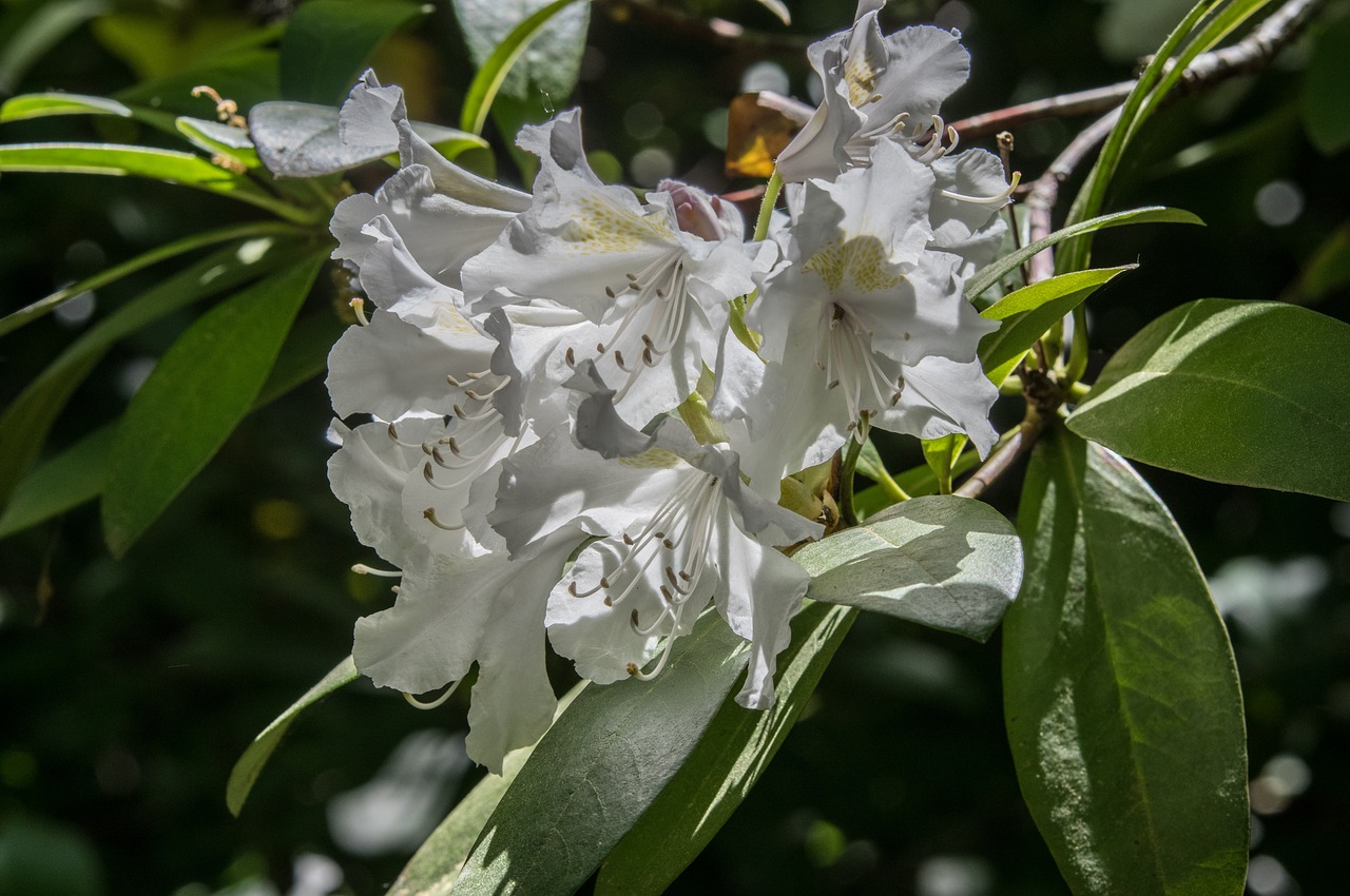 nature  blossom  bloom free photo