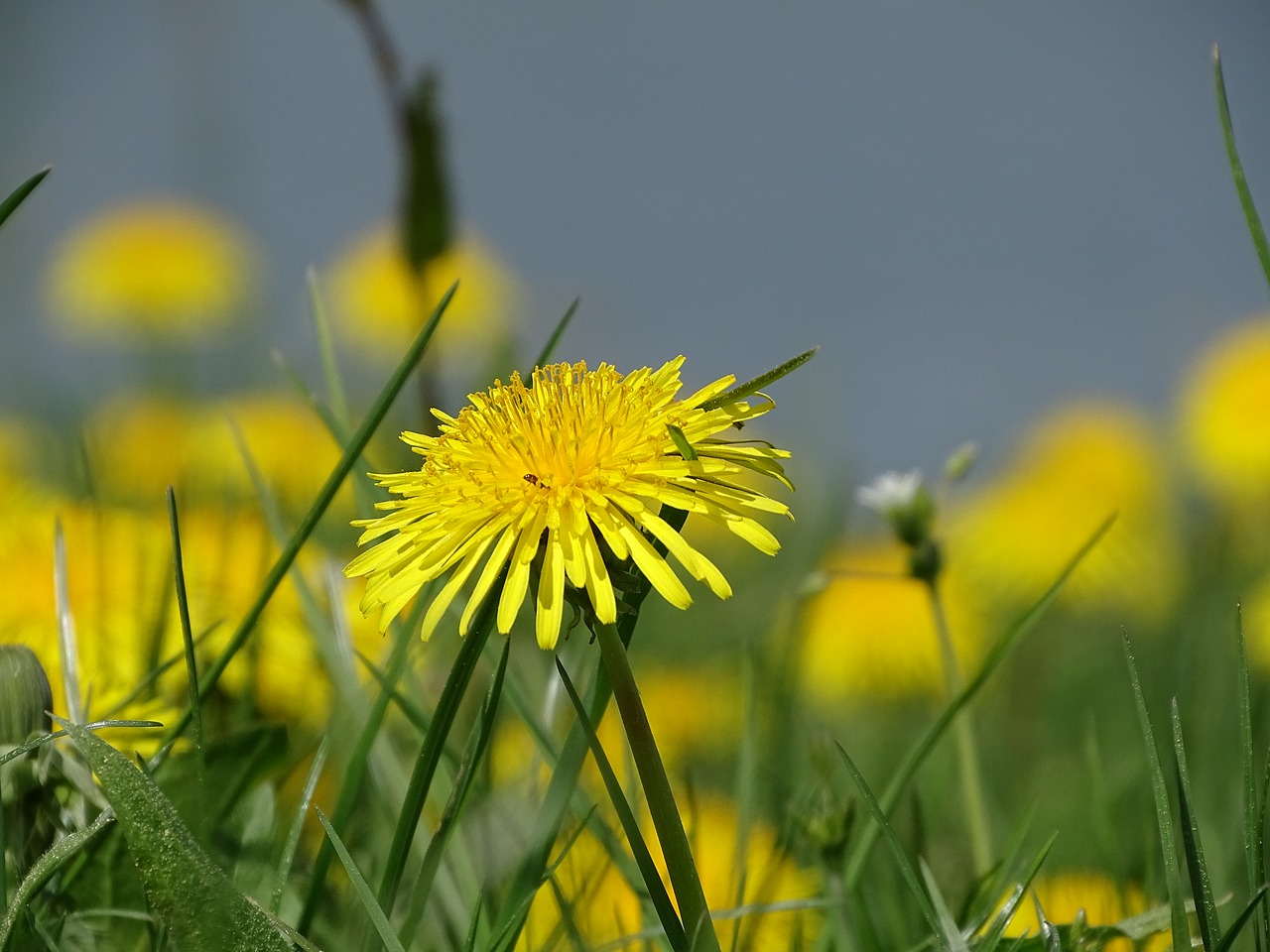 nature  grass  field free photo