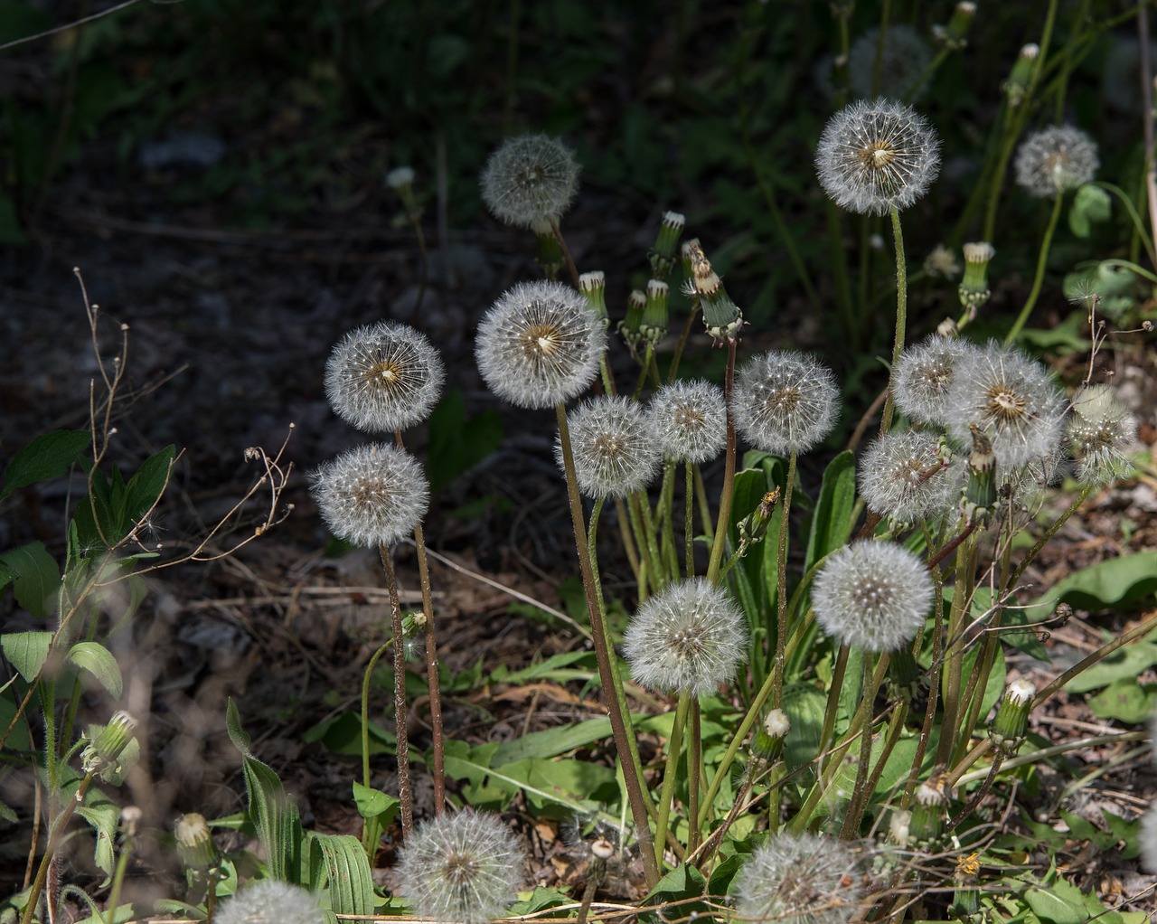 nature  dandelion  plant free photo