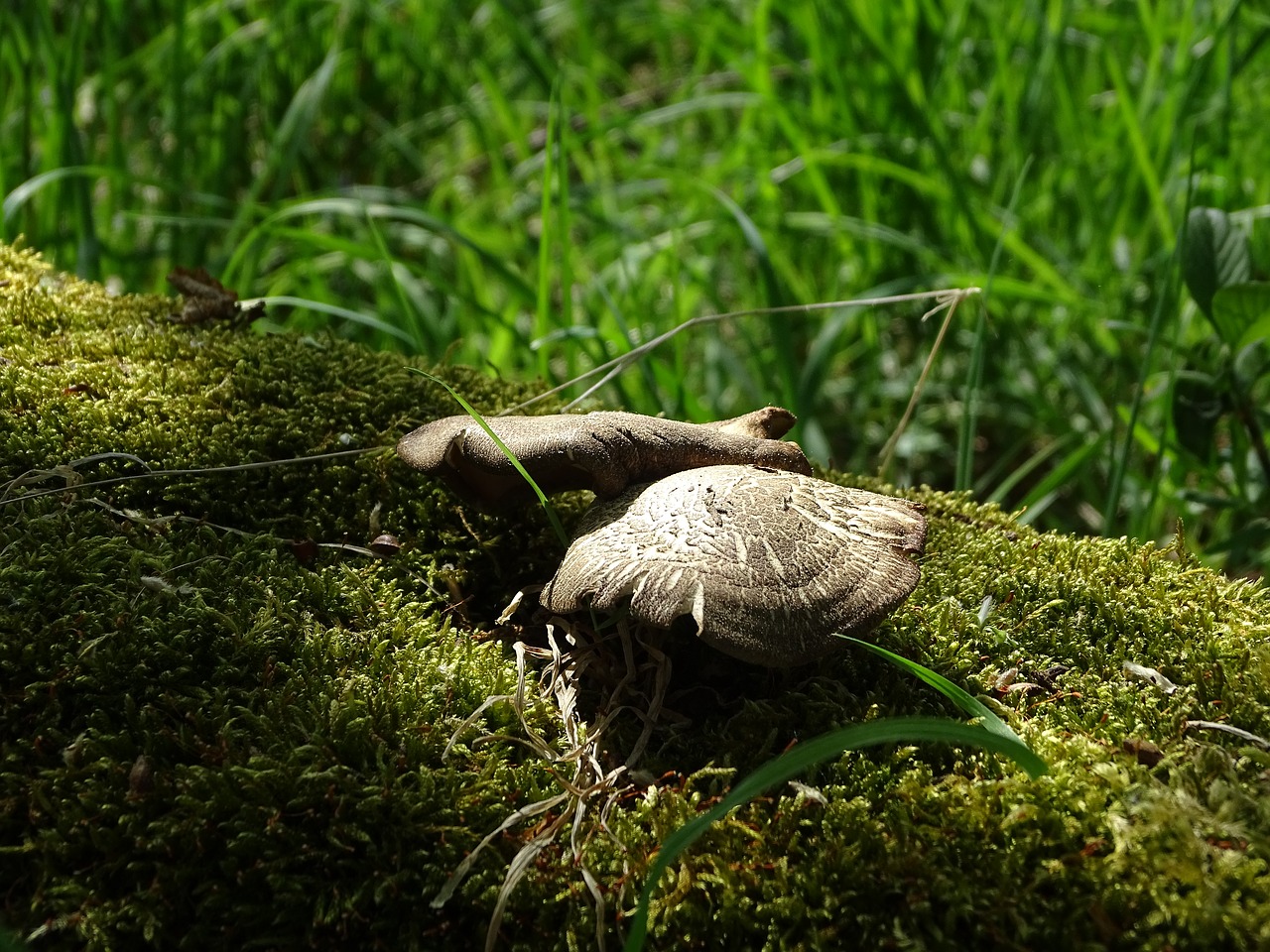 nature  grass  wood free photo