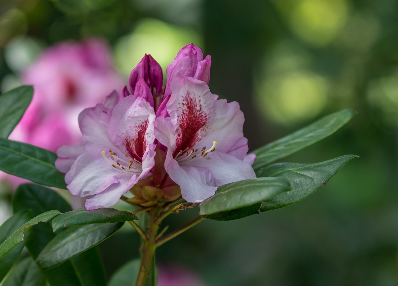 nature  blossom  bloom free photo