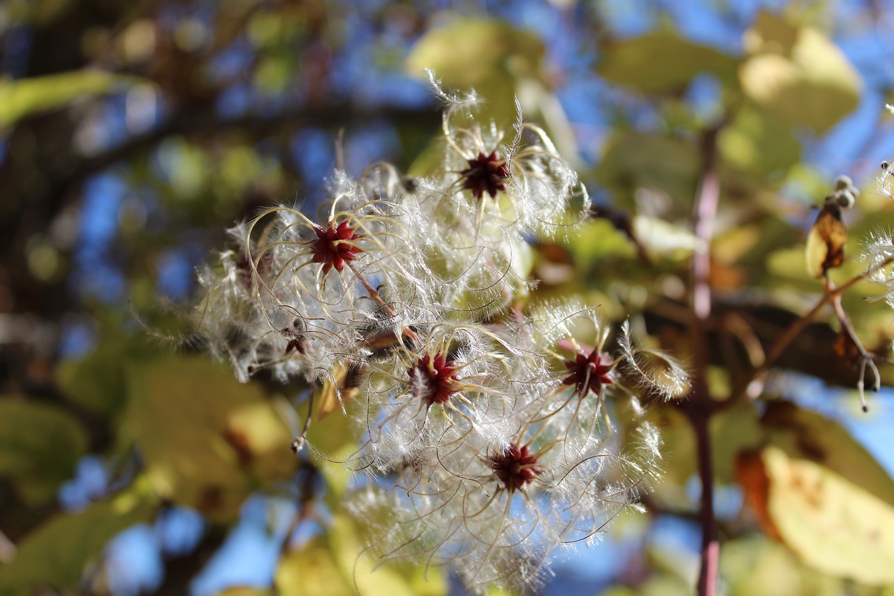 nature  plant  tree free photo