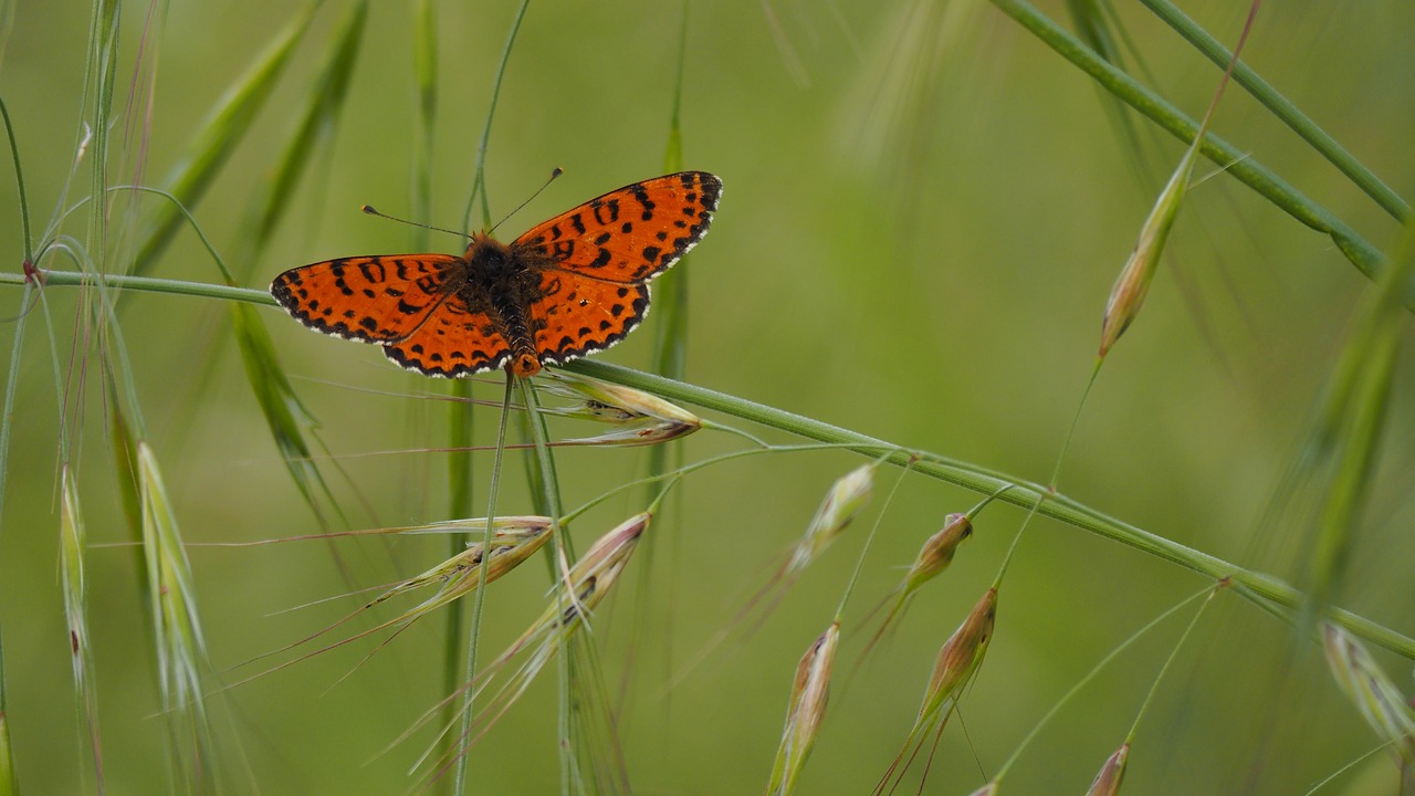 nature  butterfly  grass free photo