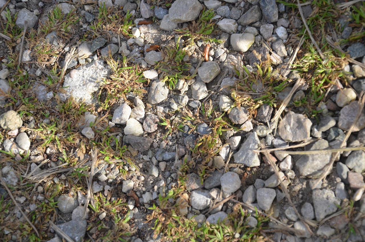 nature  stone  flora free photo