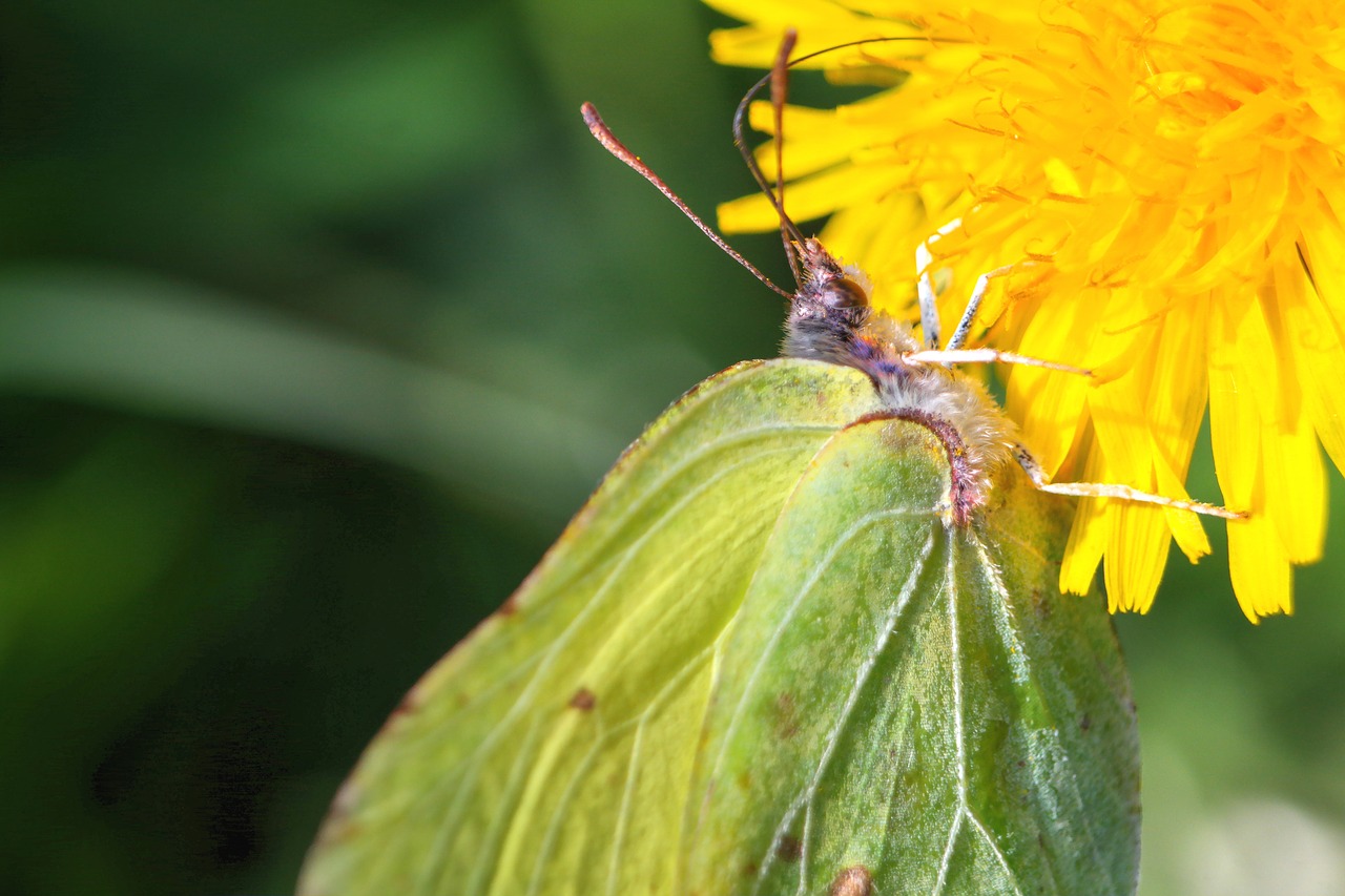 nature  insect  leaf free photo