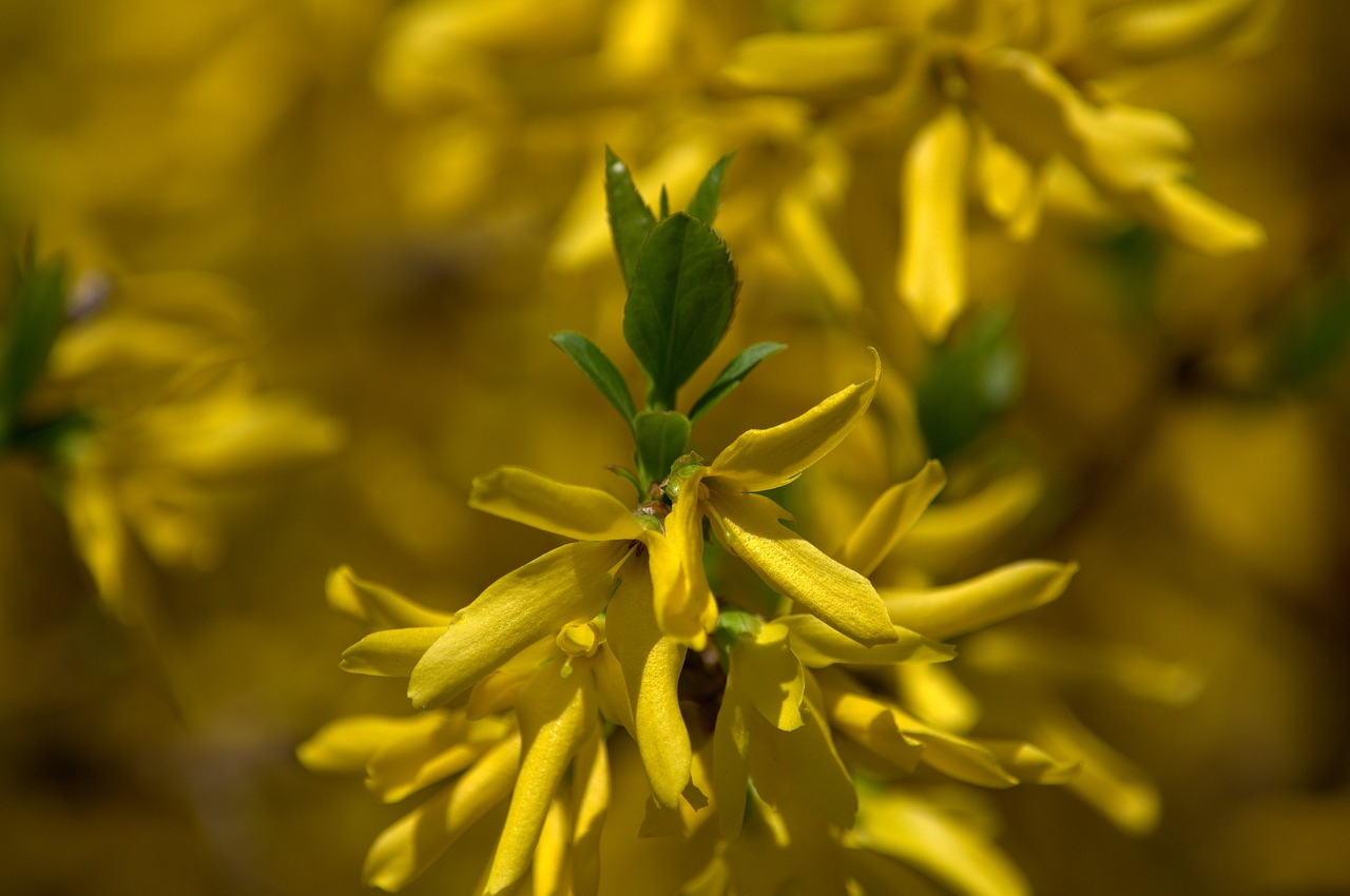 nature  yellow  plant free photo