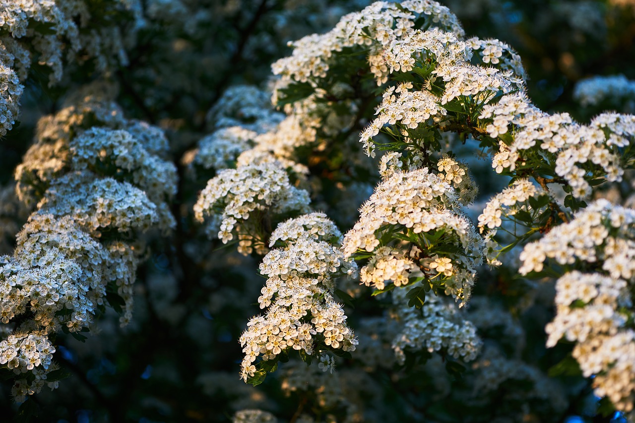 nature  plant  tree free photo