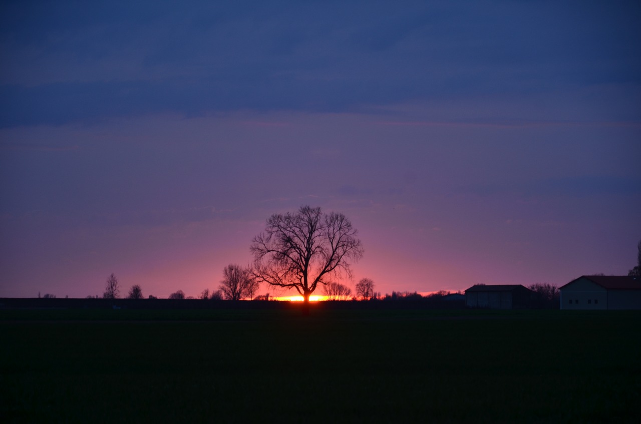 nature  tree  landscape free photo