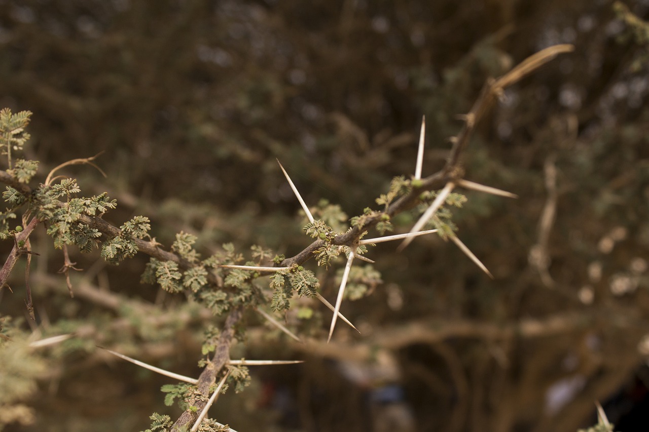 nature  leaf  outdoors free photo