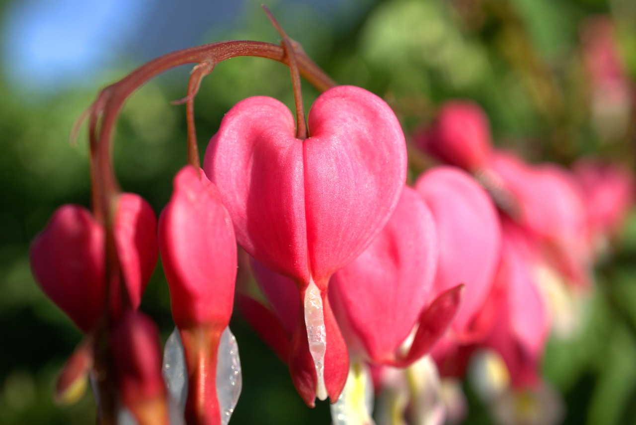 nature  flower  garden free photo