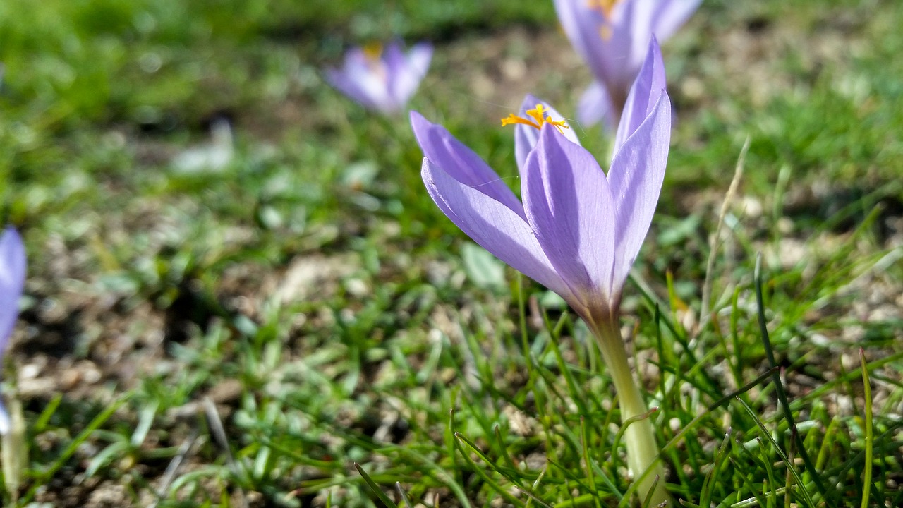 nature  flower  plant free photo