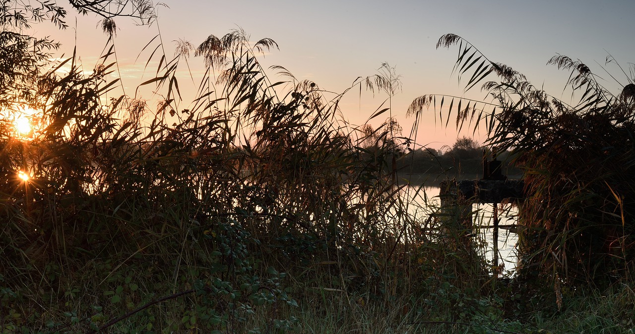 nature  tree  dawn free photo