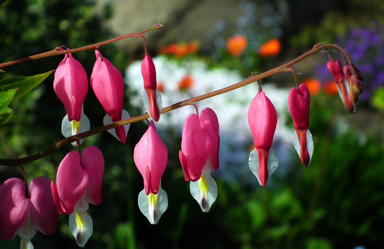 nature  flower  hearts free photo