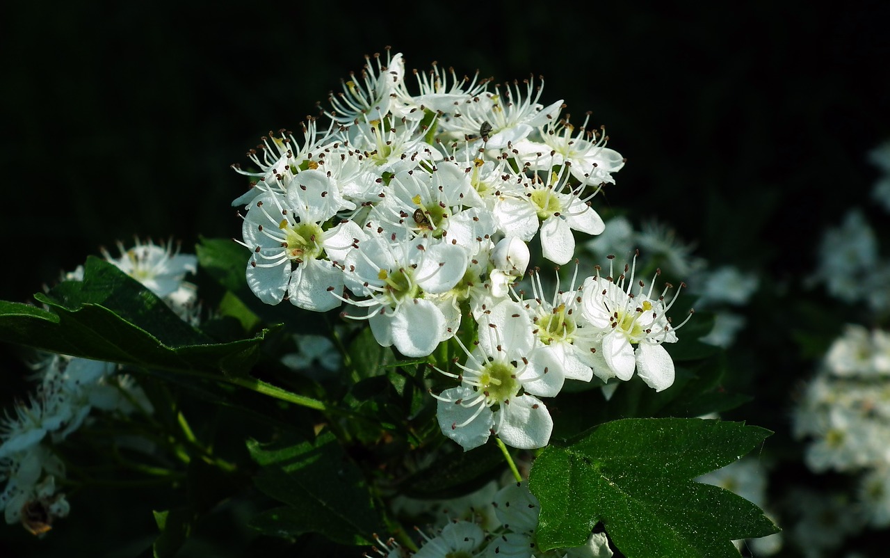 nature  plant  flower free photo