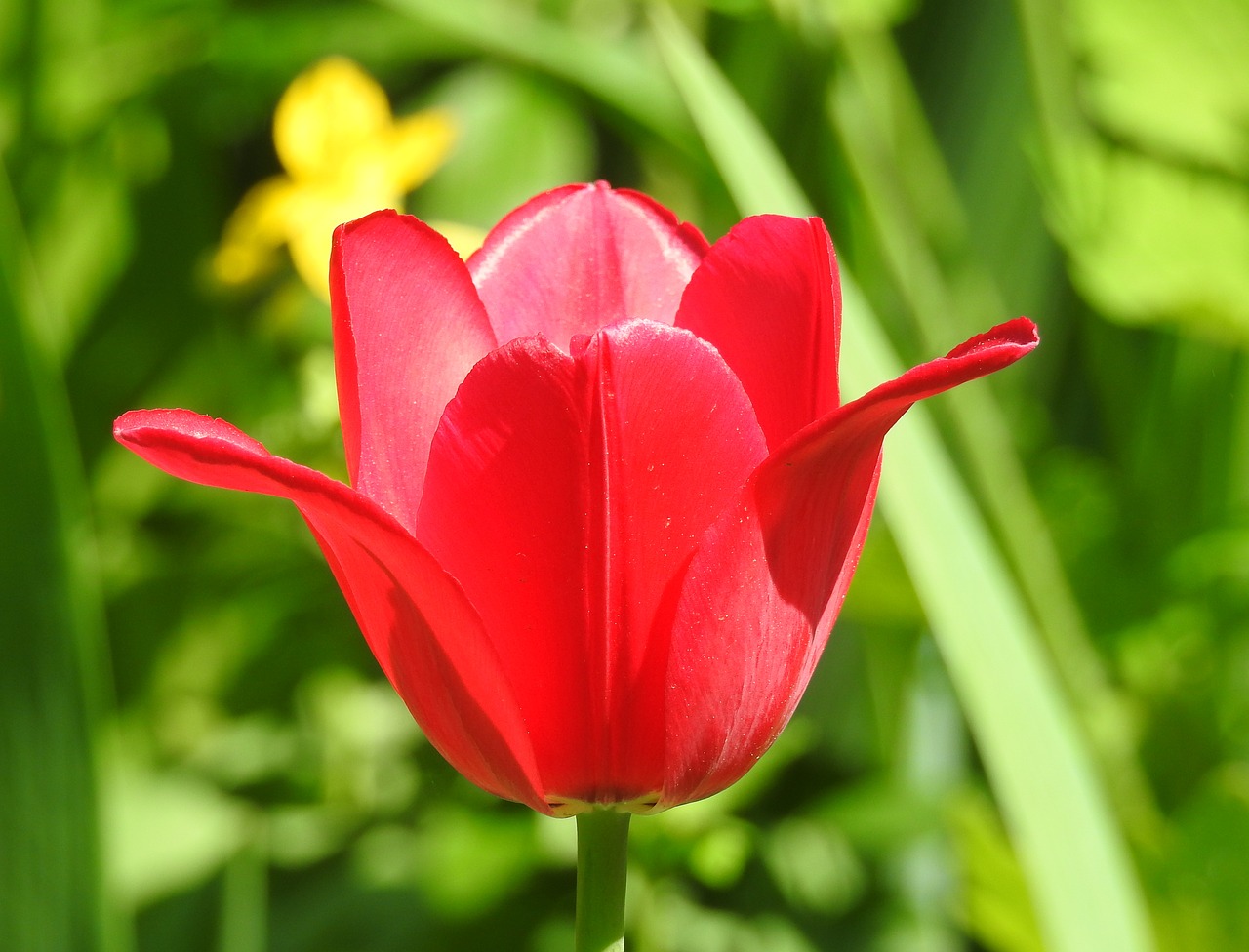 nature  flower  plant free photo