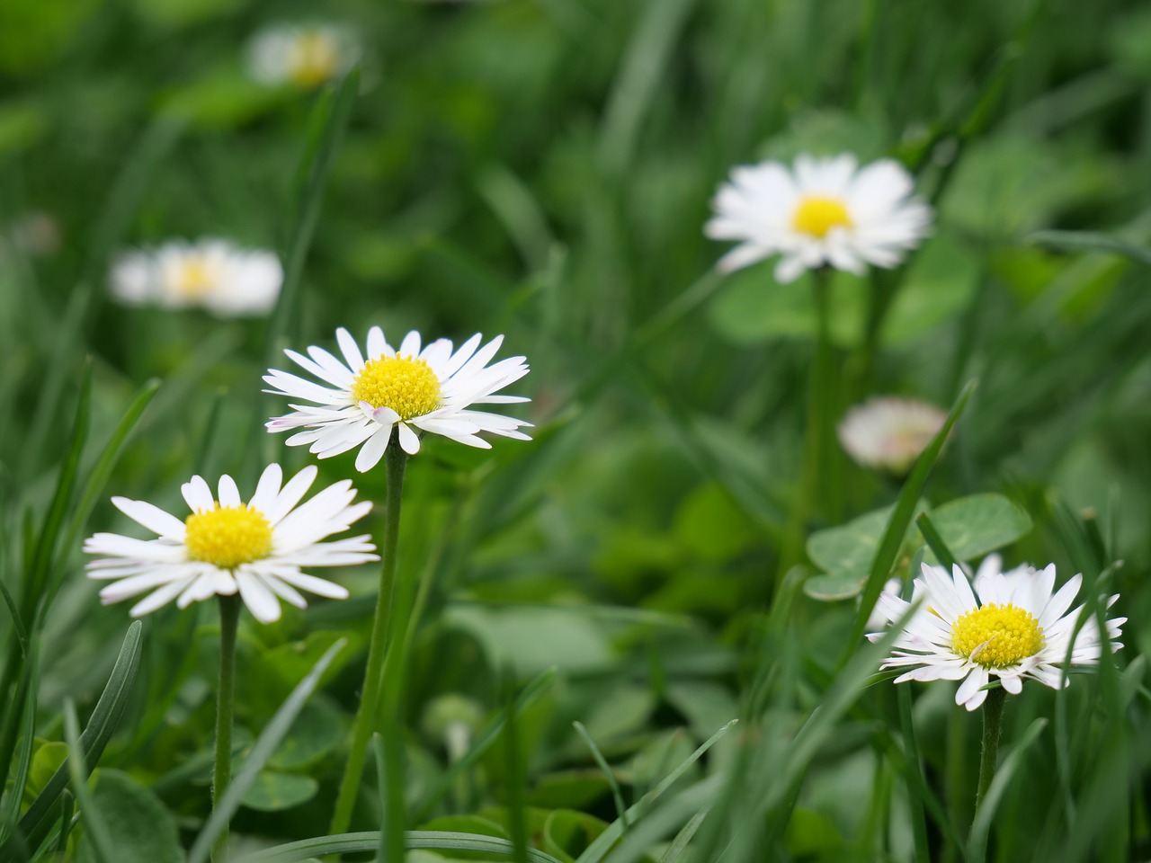 nature  flowers  spring free photo