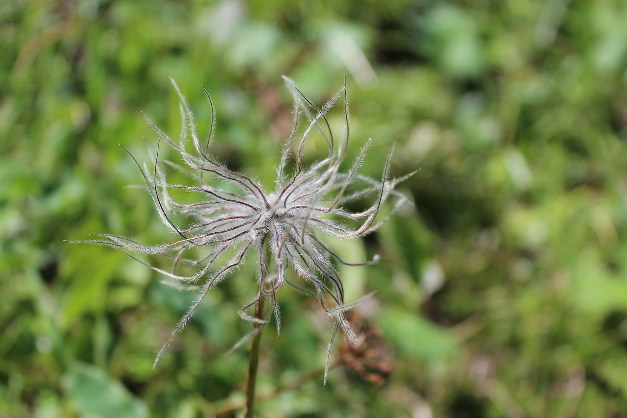 nature  plant  summer free photo