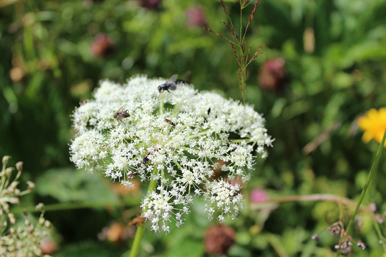 nature  plant  flower free photo