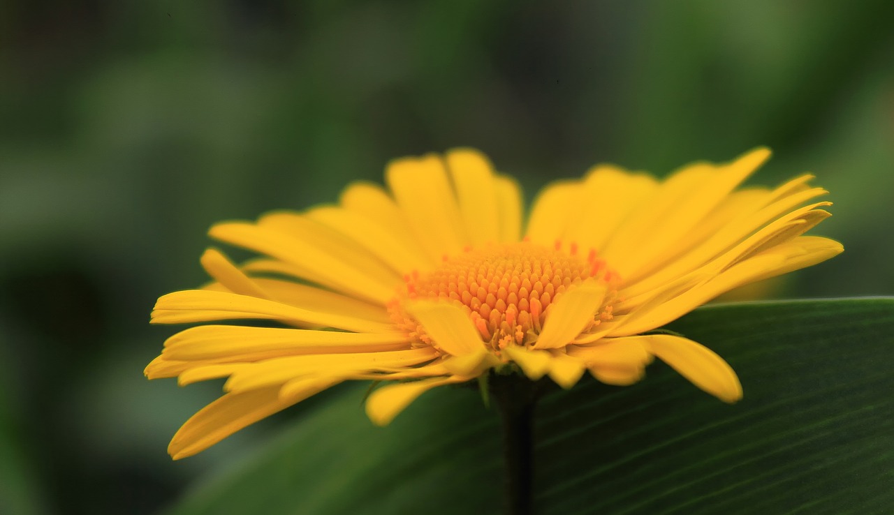 nature  plant  flower free photo