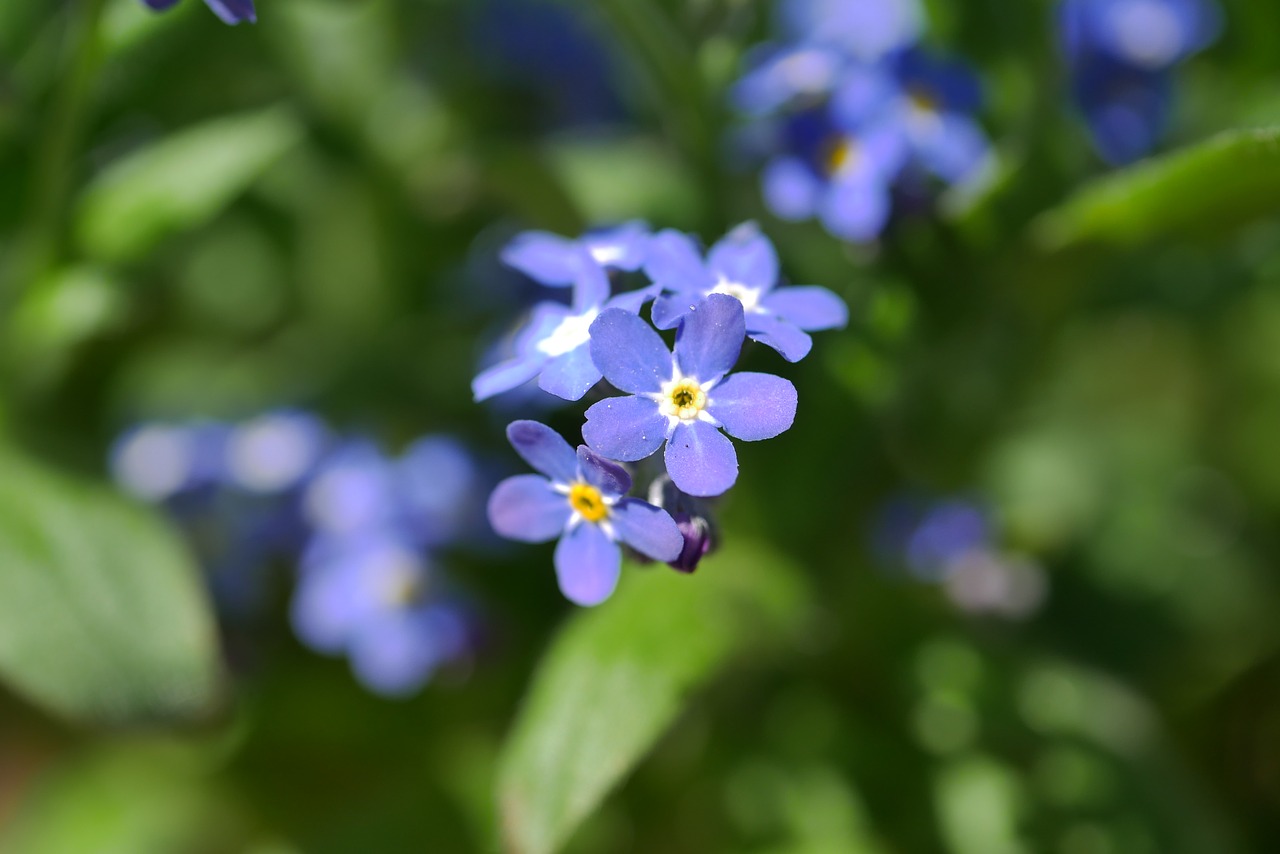 nature  plant  flower free photo