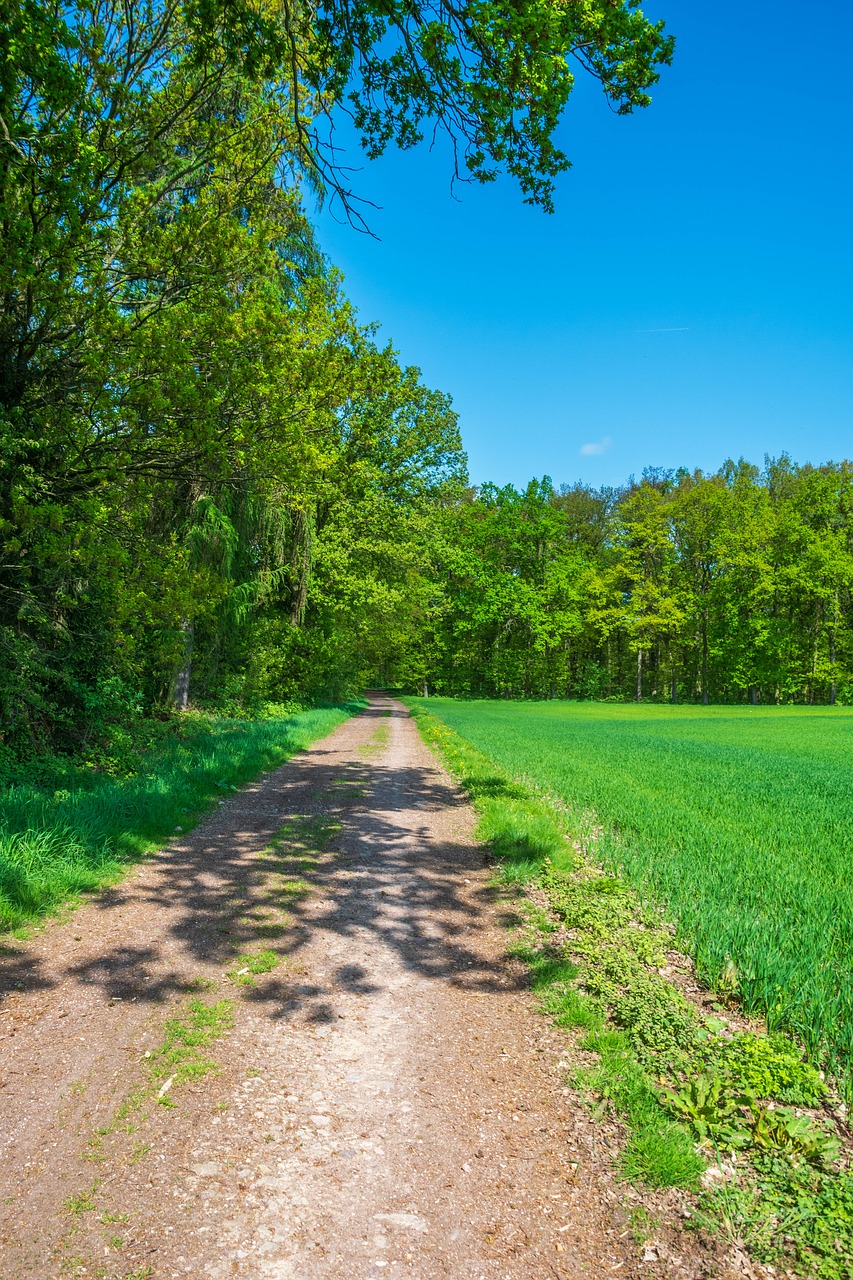 nature  away  lane free photo