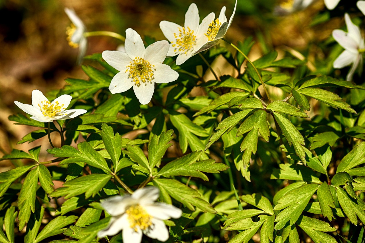 nature  flora  flower free photo