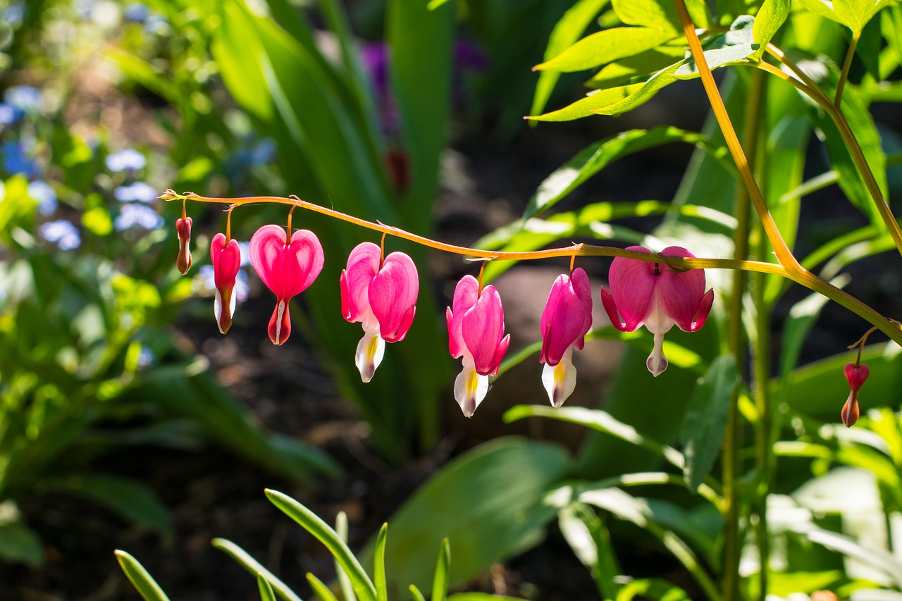 nature  leaf  garden free photo