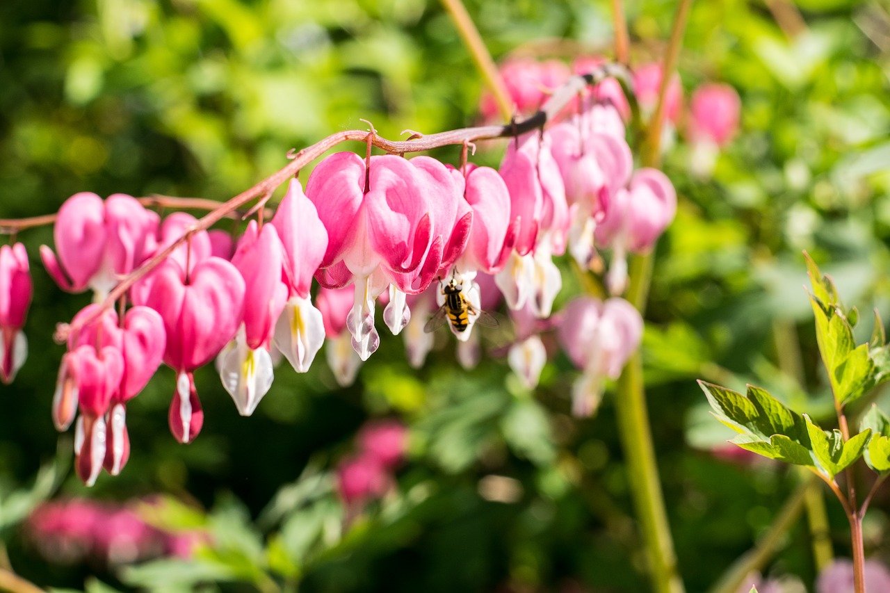 nature  flower  garden free photo