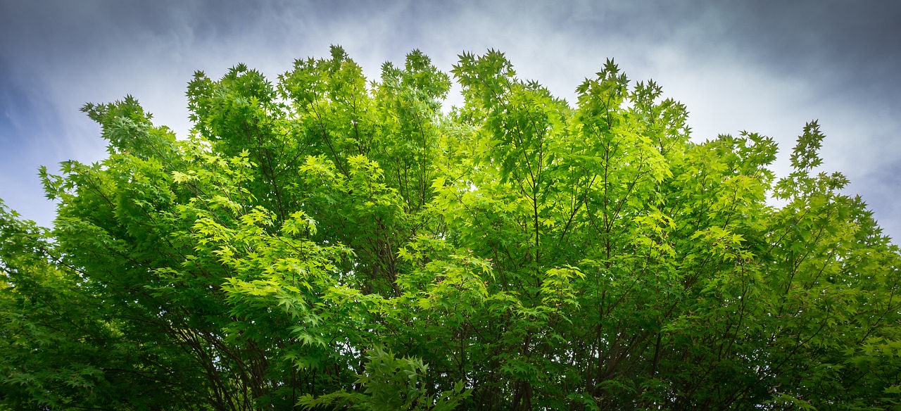 nature  wood  leaf free photo