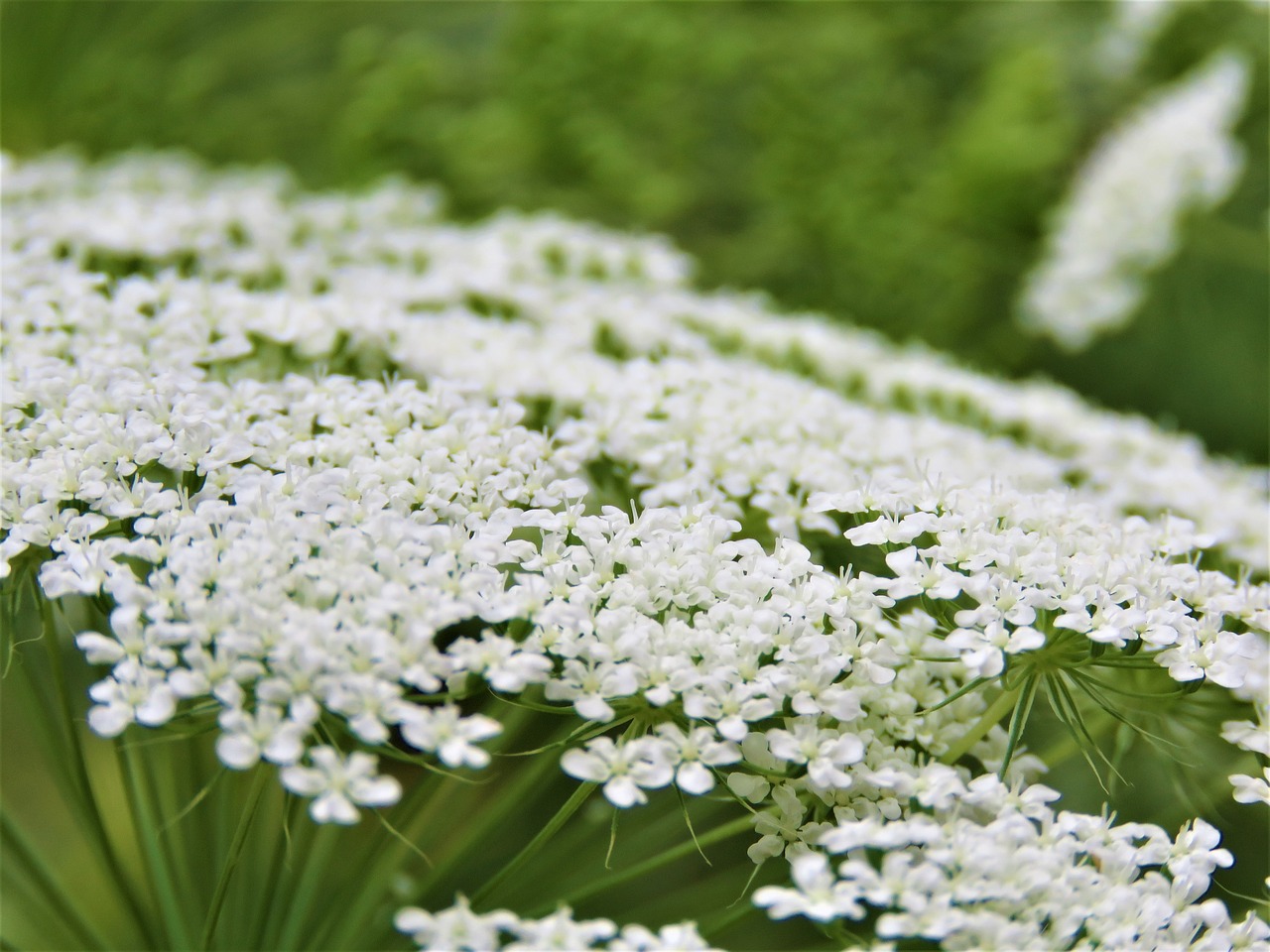 nature  flora  flower free photo