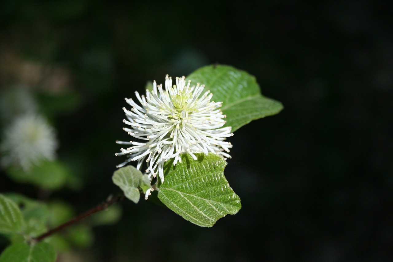 nature  plant  sheet free photo